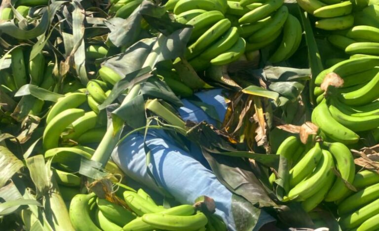 Dominicanos ocultaban a dos haitianos ilegales en camión cargado de guineos