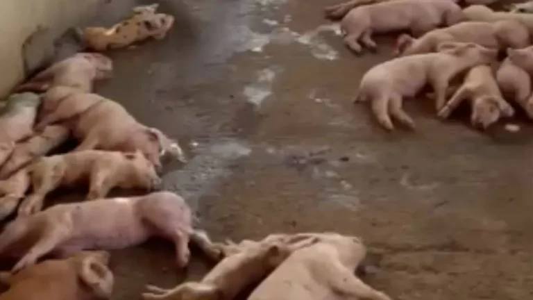 Reportan muerte masiva de cerdos en Cayetano Germosén