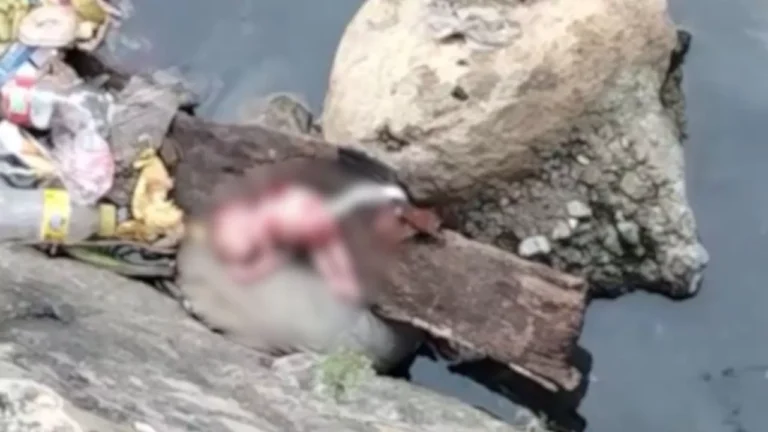 Encuentran feto en una cañada en Moca