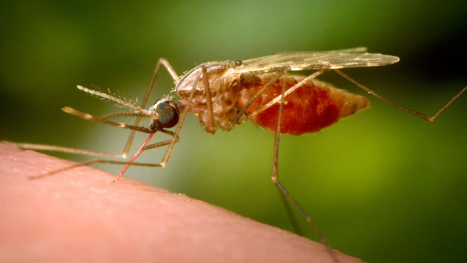EE.UU. lanza alerta sanitaria global por aumento de polio y chikungunya