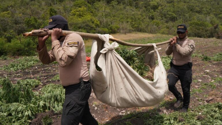 DNCD desmantela gran cultivo de marihuana en lomas de san José de Ocoa