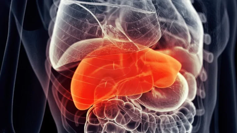 Identifican proteína esencial para prevenir daño hepático y tumores con el envejecimiento