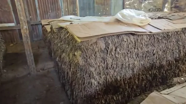 Productores de tabaco de Villa González denuncian paralización de la cosecha nacional