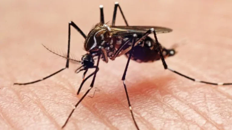Descubren que el dengue debilita la barrera protectora de los vasos sanguíneos